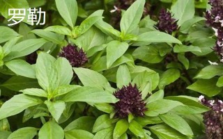 羅勒和荊芥的區(qū)別，葉片、味道和葉柄均不同