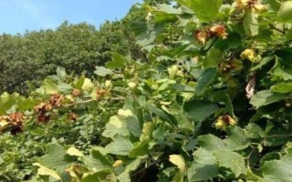 榛子的種植前景，市場需求大、種植后收益較可觀
