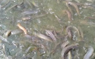 怎么快速培育泥鰍苗種，投放前要蓄水施肥、放苗后要提供充足的食物