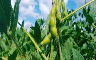 沈農(nóng)12號大豆種子簡介，每畝播種量3.0~3.5千克