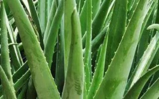 蘆薈的種植方法，選擇含腐殖質(zhì)的弱酸性沙質(zhì)土壤