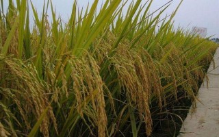 隆兩優(yōu)340水稻種子特征特性，大田每畝用種量1千克