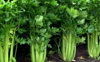 夏季高溫怎么種植芹菜，按照10厘米左右的間距播種
