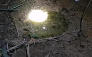 甲魚夜間的活動規(guī)律，夜間活動較為頻繁