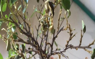 珍珠梅葉片干枯怎么辦，可采取剪葉、澆水等措施