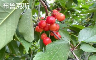 車厘子的品種介紹，常見的有金車車厘子、紅燈、美早等