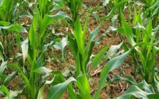 京科甜2000玉米品種簡(jiǎn)介，適宜種植密度3500株/畝