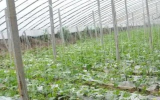苦瓜的種植技術(shù)，控制生長(zhǎng)溫度在15-28℃之間