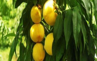 我國的黃桃的產(chǎn)地，華北、華中、西南一帶栽培較廣