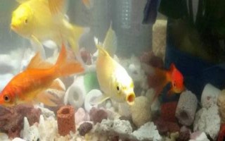 金魚為什么突然就死了，可能是喂食過多或水質(zhì)差等導(dǎo)致的