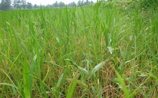 吉粳807水稻品種簡(jiǎn)介，4月中上旬催芽播種