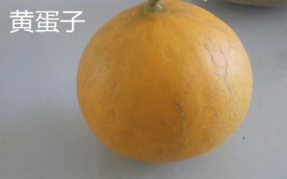 新疆哈密瓜的品種，西州蜜深受全國人們喜愛