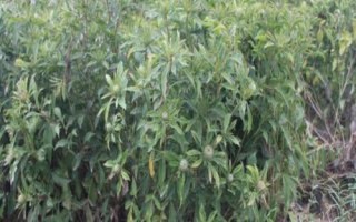 種植白術(shù)怎么管理，整個生育期要中耕除草3-4次