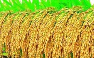 寶兩優(yōu)奧香絲水稻品種簡介，每畝插足基本苗8萬以上