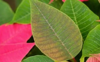 一品紅葉子為什么發(fā)黃，可能是盆土過干或花盆過小導(dǎo)致的