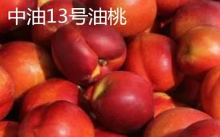 中油16號(hào)油桃的價(jià)格，具體售價(jià)因地而異