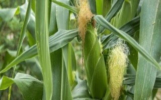 鄭白甜糯5號玉米品種簡介，大喇叭口期用防治玉米螟蟲
