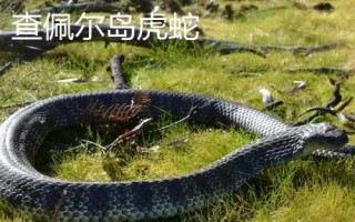 虎蛇有哪些品種，包括普通虎蛇、西方虎蛇、帝島虎蛇等種類