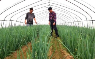 晴好天氣秋收秋種農(nóng)事建議，及時收獲成熟作物