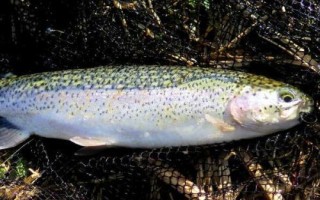 鱒魚(yú)是什么魚(yú)，是鮭科鮭屬多種魚(yú)類的統(tǒng)稱