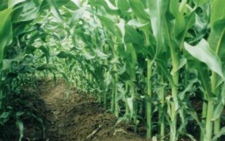 湘農(nóng)玉27號玉米品種簡介，每畝種植4000-4500株