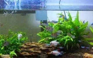 水霉菌的克星是什么，孔雀石綠是它的克星