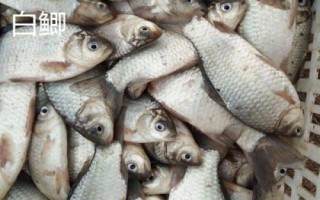 鯽魚(yú)的刺多嗎，身體較小但具有較多魚(yú)刺
