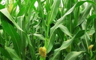 沁單1199（原沁單55）玉米種簡介，4月末～5月初播種