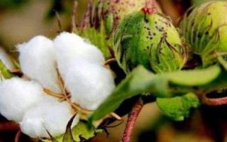 岡棉9號(hào)棉花品種簡(jiǎn)介，4月上中旬播種