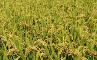 花優(yōu)357水稻種子介紹，全生育期157.0天