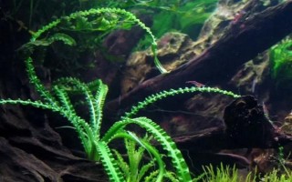 養(yǎng)錦鯉的魚缸養(yǎng)什么植物好，可以養(yǎng)苦草、卷葉龍須草等