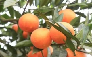 柑橘褐腐病怎么防治，禁止從疫區(qū)引進(jìn)苗木和接穗