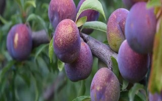 綠色的李子品種，常見的有蜂糖李、脫骨李等