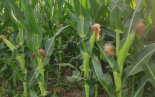 葫德美5號(hào)玉米種簡(jiǎn)介，5月1日-5月15日播種