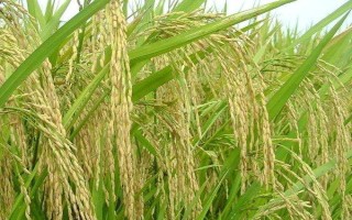 揚秈優(yōu)819水稻種子特征特性，全生育期122.7天