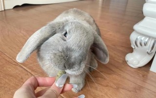 預防兔子感冒的方法，在兔舍中放置毛毯可供兔子御寒