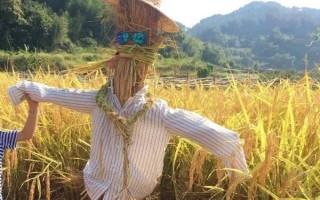 菜園瓜地怎么驅(qū)鳥，可以掛布條、扎稻草人等