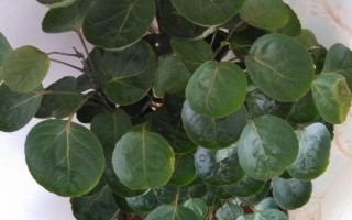 怎么給金錢(qián)兜施肥，最好在春季和夏季進(jìn)行