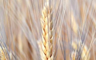 農(nóng)麥55小麥品種簡介，每畝有效穗38.0萬