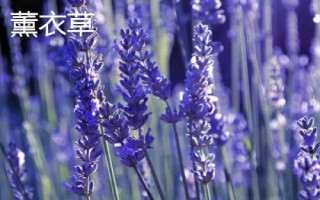 薰衣草和馬鞭草的區(qū)別，薰衣草的花序呈輪傘狀