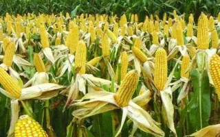 乾單25號(hào)（試驗(yàn)名稱：金科58）玉米種子特點(diǎn)，中抗銹病