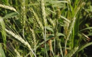 山農(nóng)67小麥品種的特性，適宜播期10月7日～15日