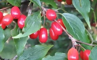 山茱萸的產(chǎn)地，主產(chǎn)于陜西、甘肅、湖南等地