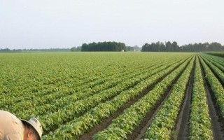 合交02-69大豆種子特征特性，生育期平均122天
