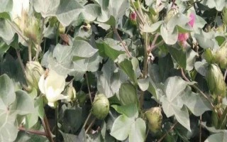 棉花花鈴期怎么管理，要做好追肥、中耕、打頂?shù)裙ぷ? /></p><h2>一、棉花花鈴期怎么管理</h2><p>1、要施好花鈴肥</p><p>（1）針對(duì)開花結(jié)鈴較早的棉田，合理進(jìn)行水肥管理，早施、重施花鈴肥，保證棉株有足夠的營養(yǎng)。同時(shí)花鈴肥一定要重施，每次施肥都要根據(jù)澆水時(shí)間間隔以及地塊肥瘦酌情合理施用，要平衡合理，絕不能只施含氮肥料而不施磷鉀肥。</p><p>（2）尤其是種植雜交棉的地塊一定要早施鉀肥，否則會(huì)造成棉花紅葉、早衰和蕾鈴脫落。對(duì)于土質(zhì)較肥沃地塊或棉花長勢較旺的地塊，一定要減少澆水和施肥，防止棉花貪青晚熟瘋長；對(duì)棉株長勢衰弱的砂性地塊、漏水漏肥地塊或棉株有強(qiáng)烈早衰趨勢的棉田，要合理適當(dāng)早施重施肥料。</p><p>2、適時(shí)及時(shí)打頂</p><p>一定要抓住恰當(dāng)?shù)臅r(shí)間適時(shí)打頂，才可以協(xié)調(diào)棉株?duì)I養(yǎng)分配，從而促進(jìn)營養(yǎng)物質(zhì)向生殖器官供應(yīng)，提高棉鈴數(shù)和鈴重。打頂時(shí)必須貫徹“時(shí)到不等枝，枝到不等時(shí)”的準(zhǔn)則，長勢較弱、行距寬的瘠薄土地可適當(dāng)提早打頂；長勢較旺、密度小的田塊打頂日期可推遲到7月15日前后。</p><p style=