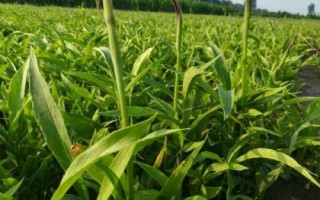 旱半夏簡介，多年生草本植物