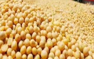 嫩奧6號(hào)大豆種子特點(diǎn)，8月上旬防治食心蟲(chóng)