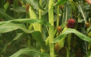 AB548玉米種子特點，中抗穗腐病