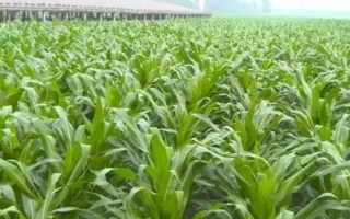 方玉1201玉米品種簡(jiǎn)介，適宜播期為3月15日～30日