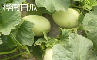 黑龍江樺南縣的特產(chǎn)，樺南白瓜籽遠(yuǎn)銷海外